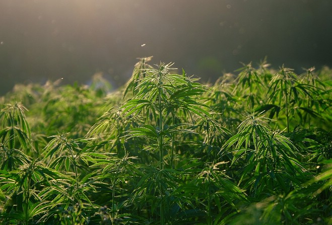 Isle of Man Cannabis