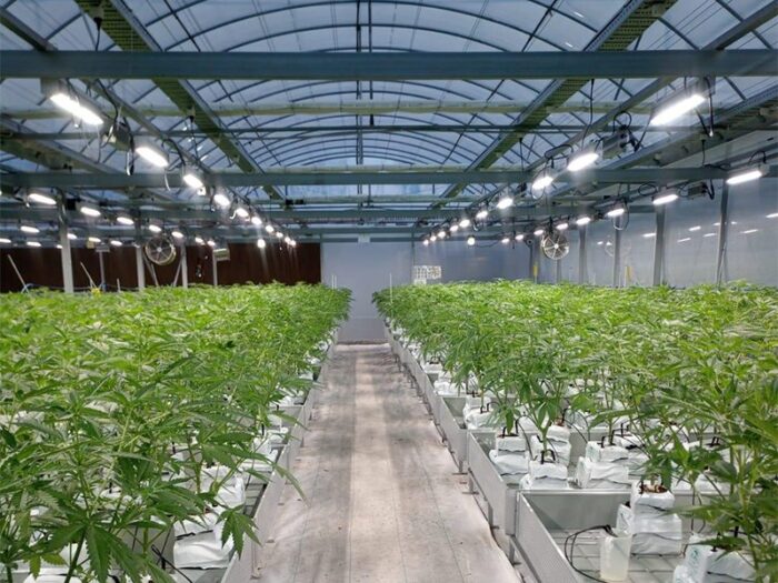 world's largest Cannabis Australia