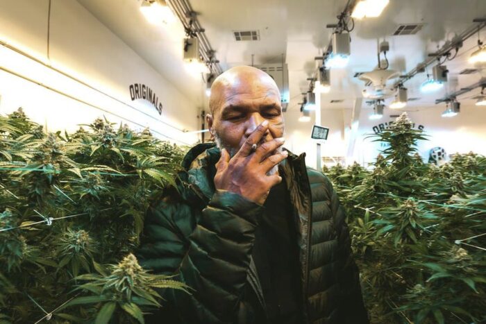 Mike Tyson the cannabis business