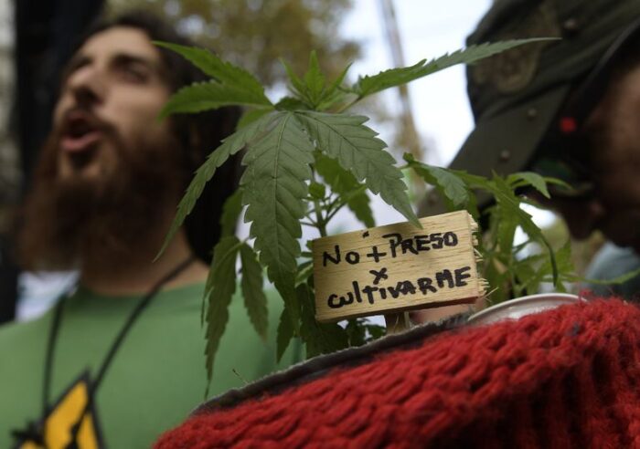 argentina cannabis