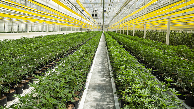 Tilray and Aphria join forces