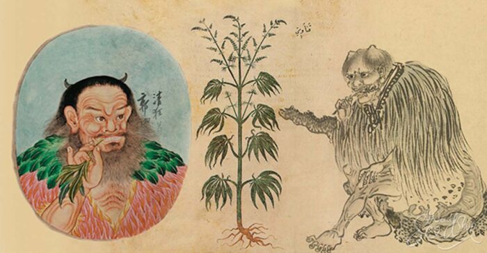ancient cannabis