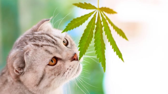 Pets love weed