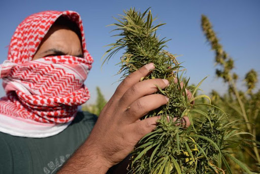 Lebanon cannabis