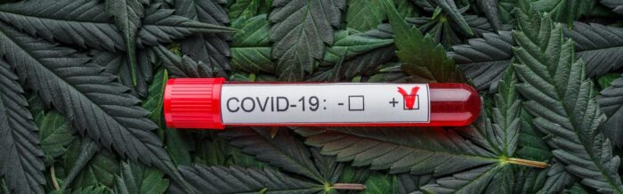 can cannabis cure covid 19?
