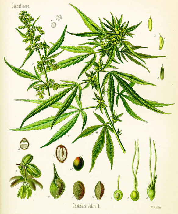 cannabis roots