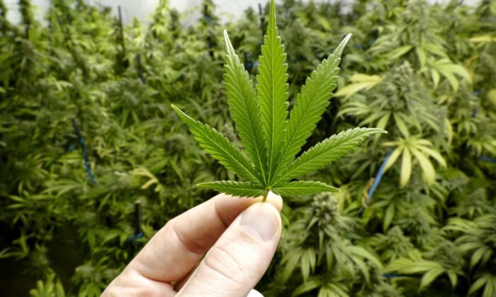 uk cannabis grow license