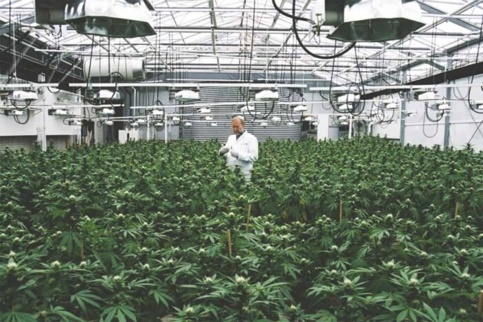 uk cannabis grow license