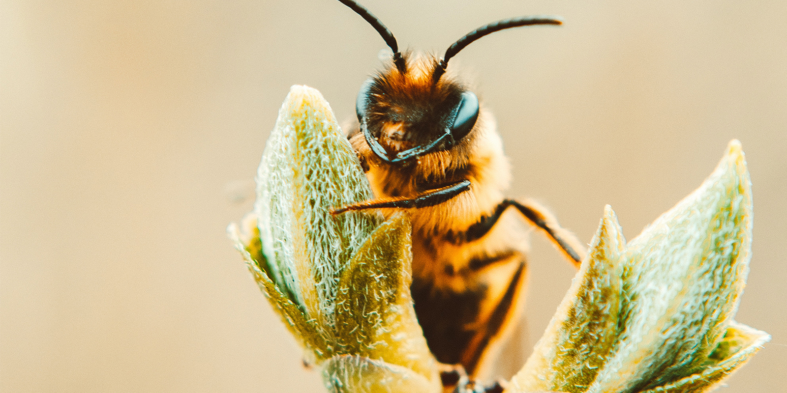 Cannabis, the Salvation of Bees CannaDaily