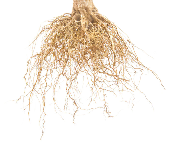 cannabis root