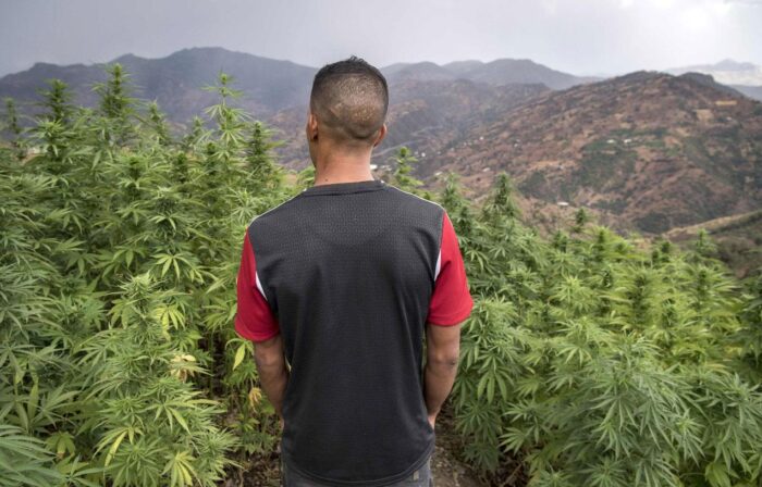 North Africa Cannabis Crops