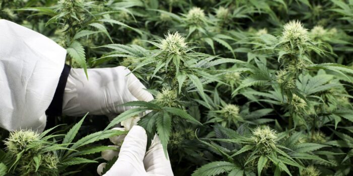 medical cannabis is already legal in Croatia