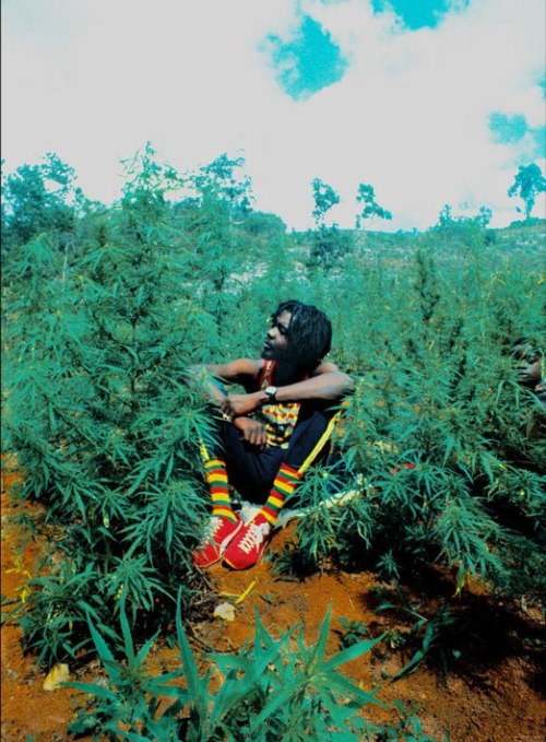 jamaica weed
